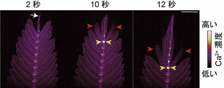 オジギソウを傷つけた時に発生するシグナルを可視化したもの（画像提供：埼玉大学　豊田正嗣教授）