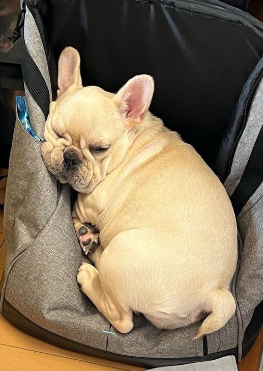 ふてくされてる（提供：みるくちゃん）