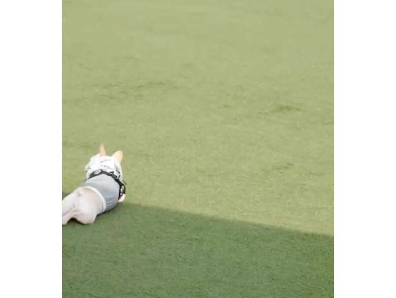 提供：むぎさん