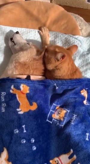 エンくんがシニアになってからのちまきくん（提供：エンとちぃさん）