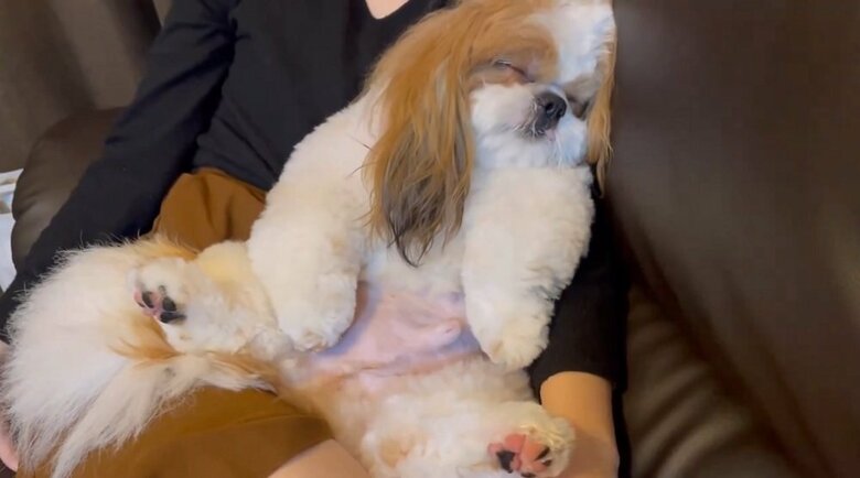 トリミング終わりにぐっすり