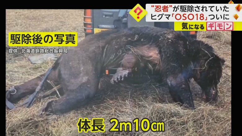 OSO18の駆除後の写真。体毛のDNA鑑定により、OSO18と判明した