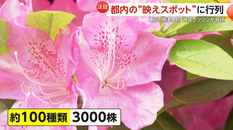 見頃を迎えた約100種類3000株のツツジ