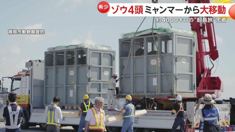 ケージに入れられ、ミャンマーを出発する4頭のゾウ