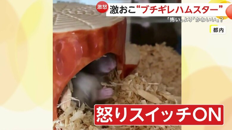 “強靭なキバ"で飛び出すように威嚇したパニャちゃん