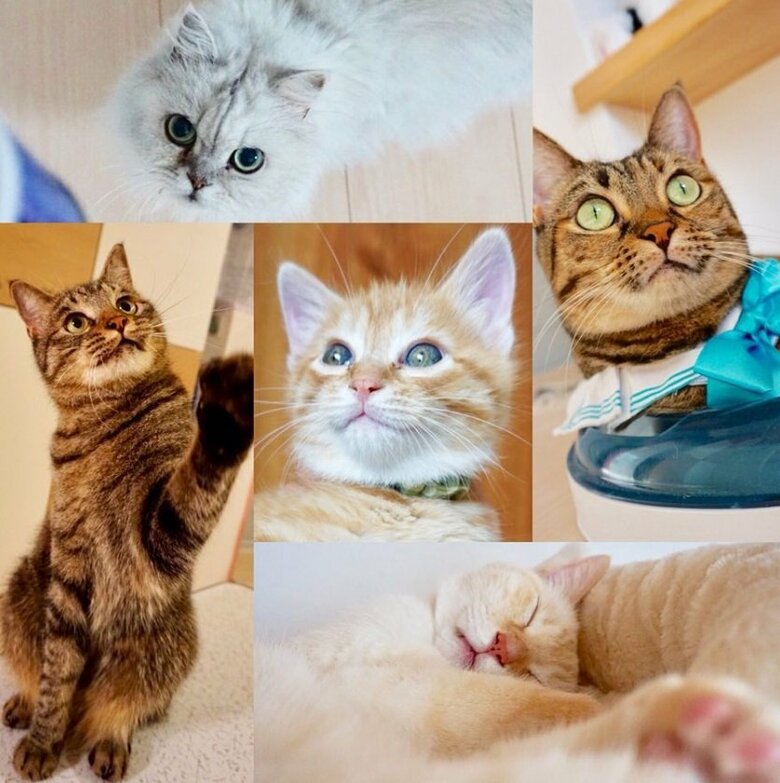 上から順に右回りに、ショコラちゃん、ゆず茶ちゃん、七宝くん、ちまきくん。真ん中はみたらしくん