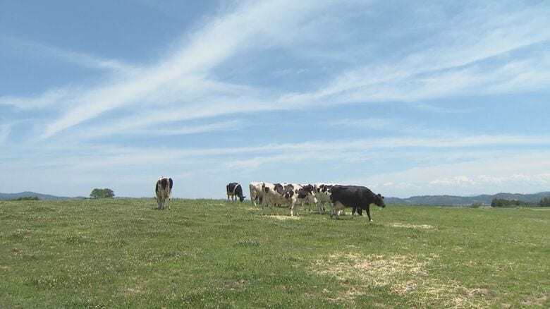 牛も暑さには弱いという