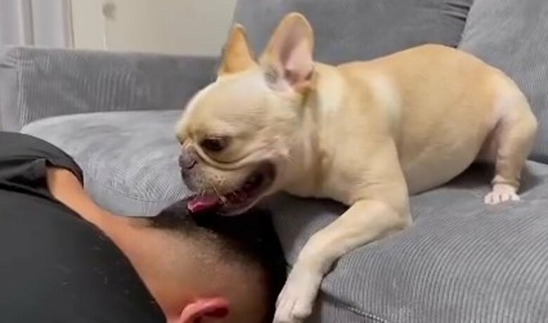 耳を狙う遊びをしている様子（提供：willさん）