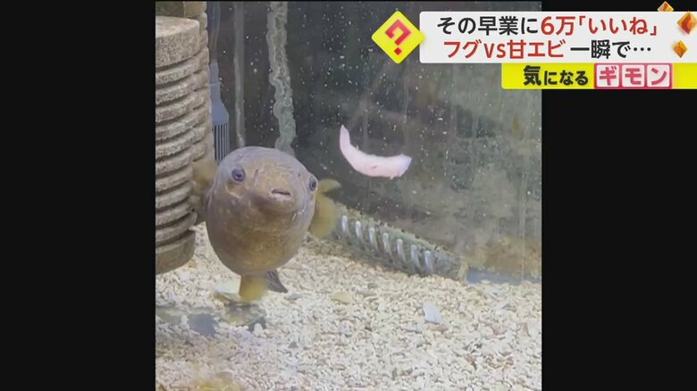 フグが甘エビを一瞬で吸い込む様子②