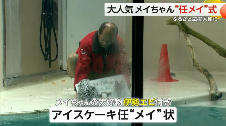 地元の特産品でメイちゃんの大好物「伊勢エビ」が載ったアイスケーキの“任メイ状”