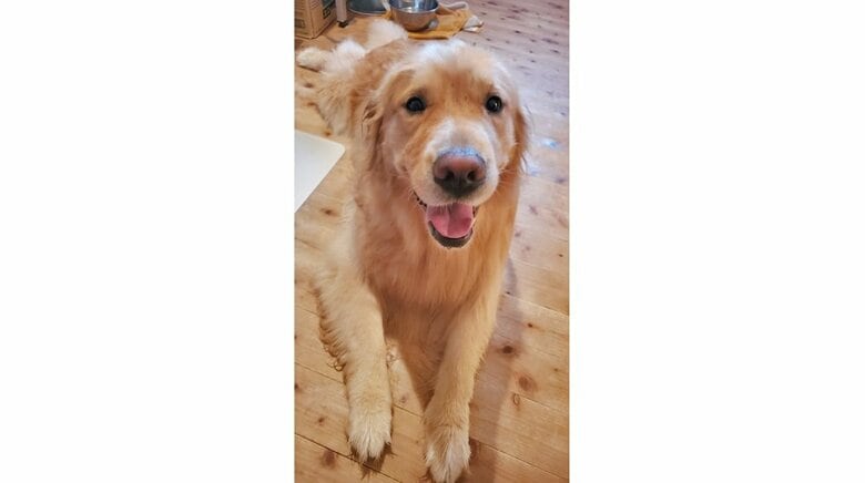 かっぱを着ていない姿のアルトくん