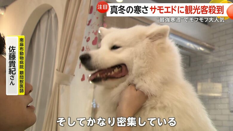 撫でられるサモエド