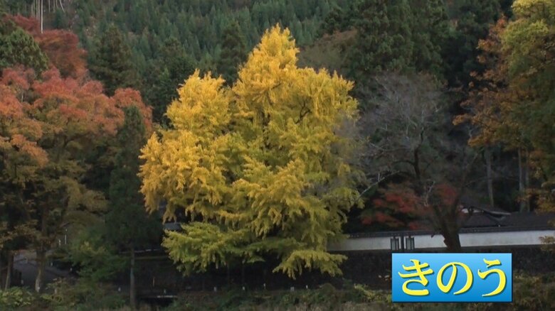 （11月10日撮影）