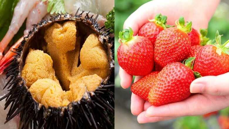 北方領土での「ウニ養殖とイチゴ栽培」で交渉進展をアピールするはずが・・・