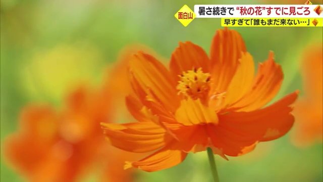 すでに満開の「キバナコスモス」