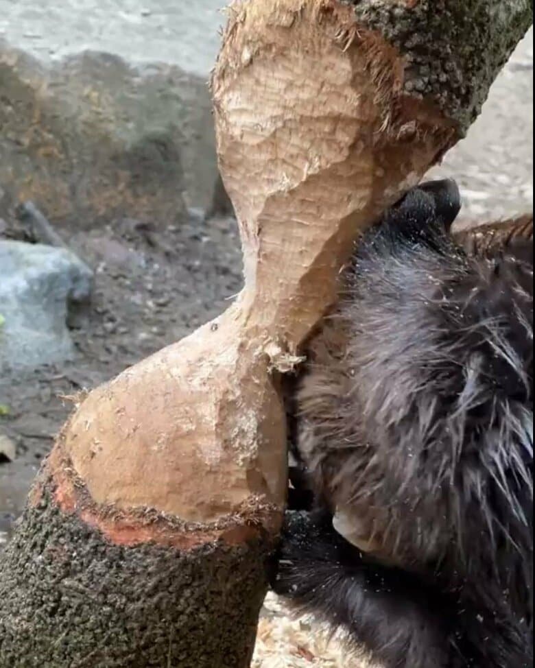 木をかじるビーバー