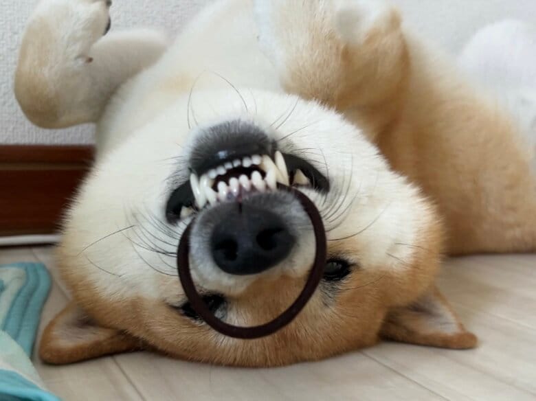 提供：柴犬ふう太さん
