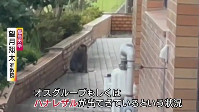 福島市御倉町で目撃されたハナレザル