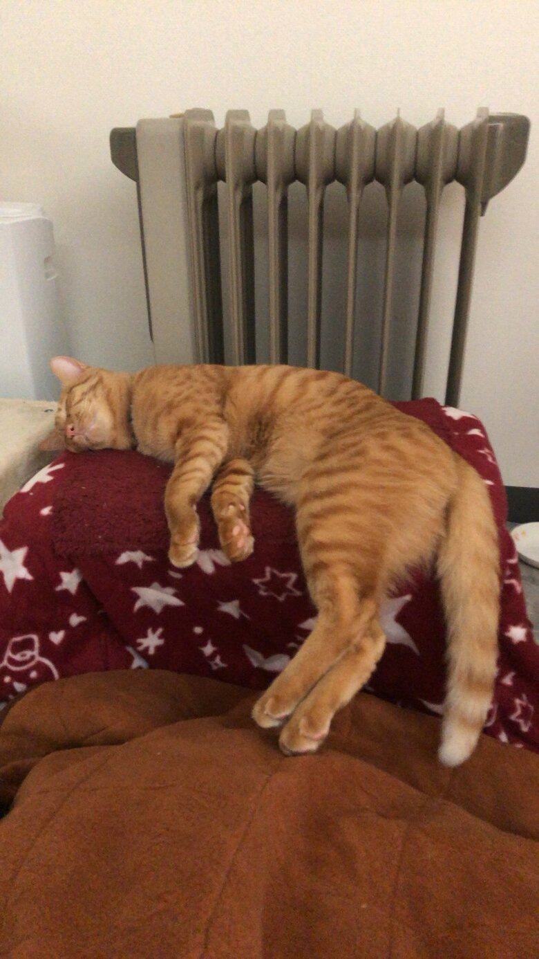 提供：たぬき&とらさん