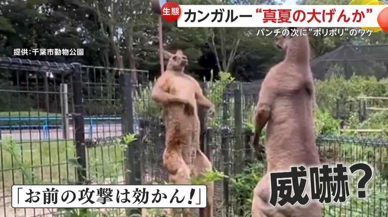 威嚇するように体を“かく”「ウニ」