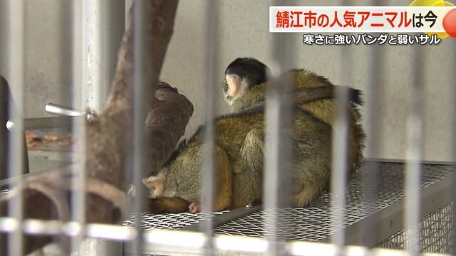 “ごめん寝”しているボリビアリスザル