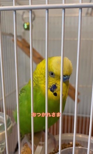 シャインくん「お疲れ様～」