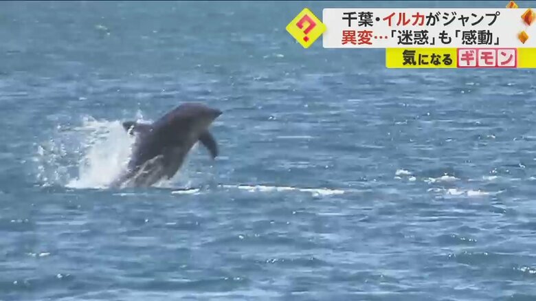 水面からイルカがジャンプする瞬間