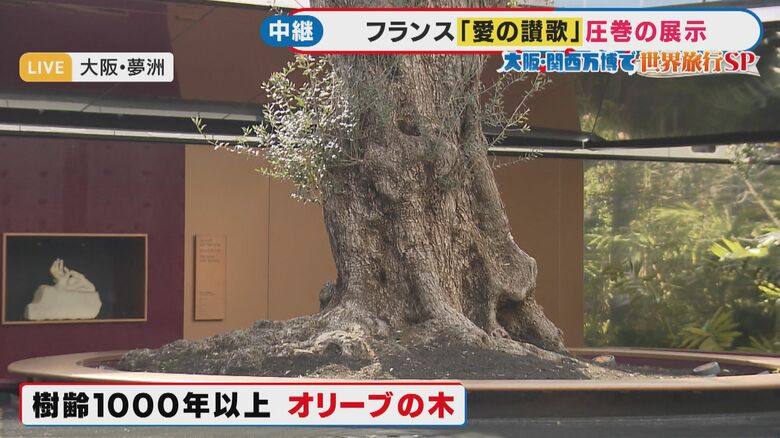 樹齢1000年以上のオリーブの木