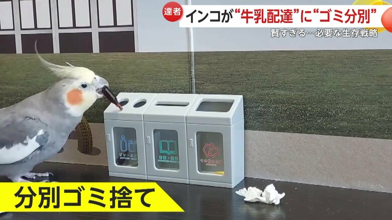 瓶は瓶の箱へ投入するティアくん（映像提供：@mocomaru0901）