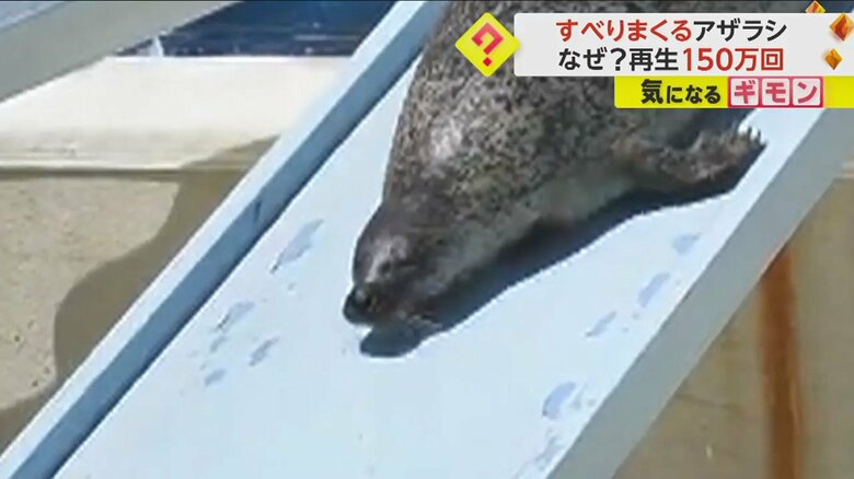 涼しげな表情？のアザラシ