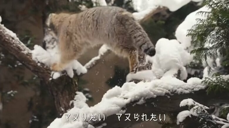 出典：那須どうぶつ王国公式YouTube