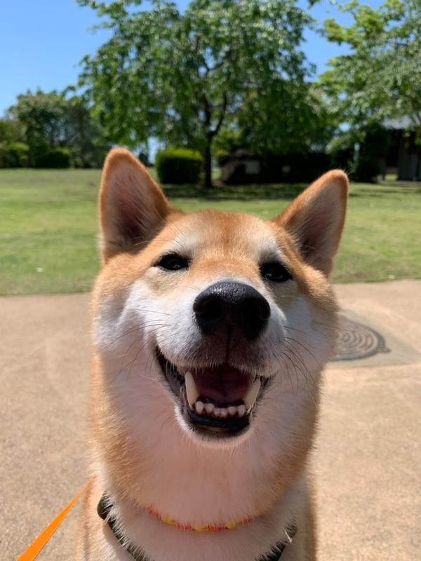 飼い主お気に入りのニコニコ笑顔（提供：柴犬 しんさん）