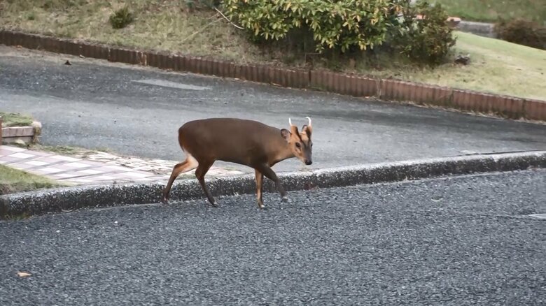 人がいても堂々と道路を横断