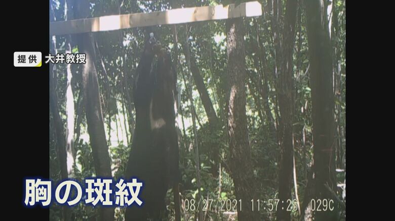 胸の斑紋でクマを識別