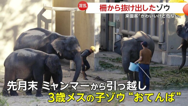 ミャンマーから引っ越してきたばかりのゾウ