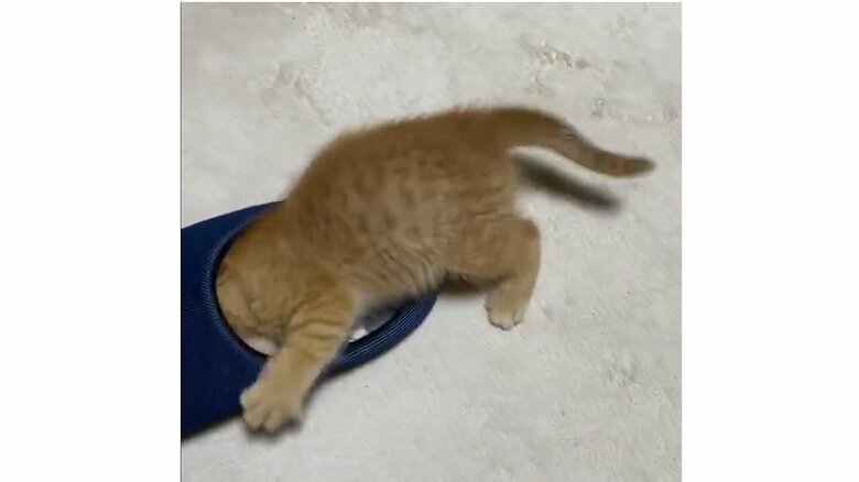 スリッパで遊ぶ子猫時代のつぶちゃん