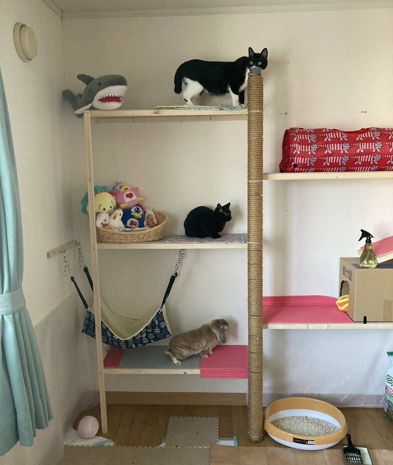 キャットタワーをそれぞれの段で楽しむ（上からビビくん、くまじろうくん、きなおくん）