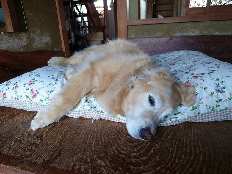 まったりくつろぎ中