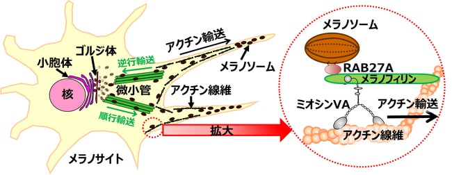 図１.メラノソームの輸送とその装置の模式図