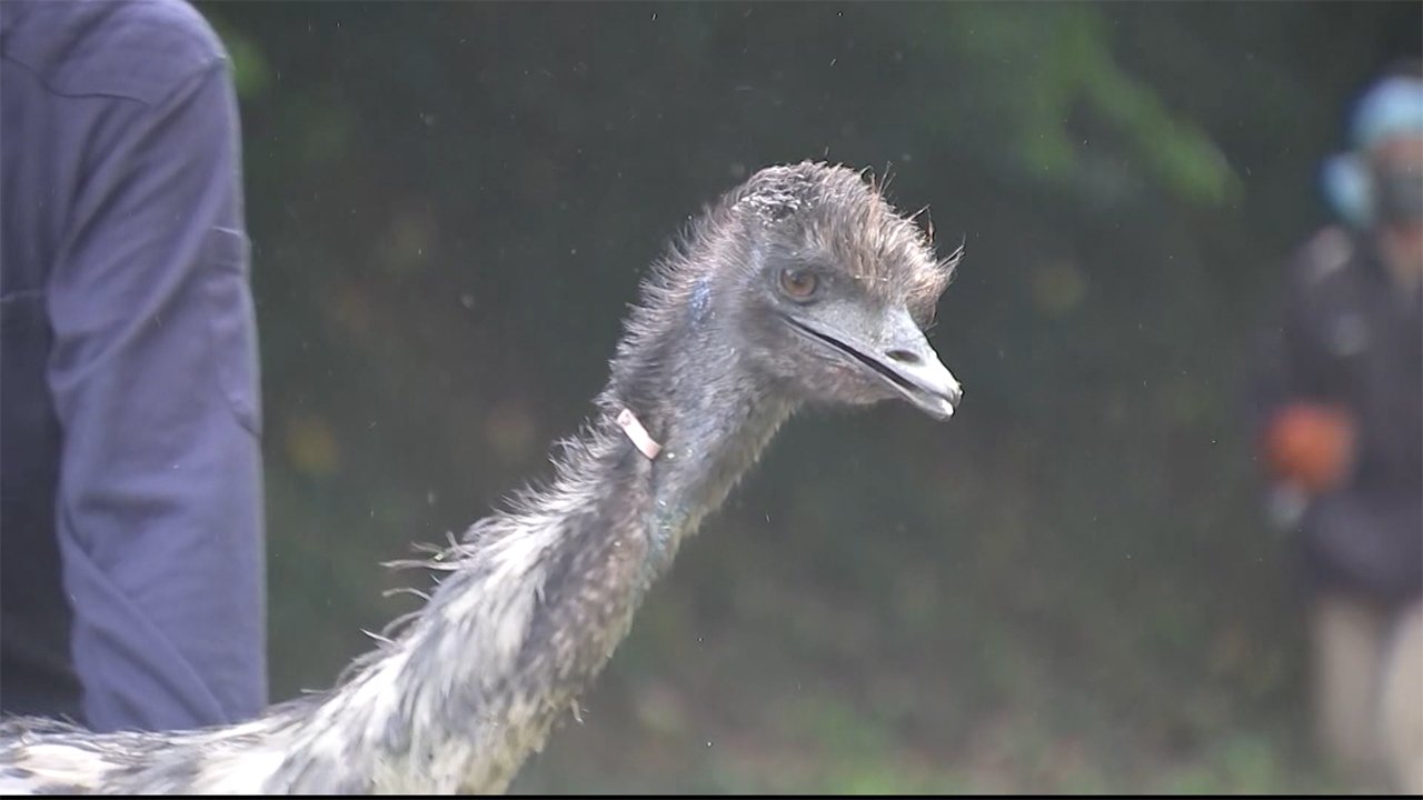 エミュー 集団逃走 残るは3羽 捕獲作戦は難航 茂みで休んでいる可能性 熊本 菊池市 Fnnプライムオンライン 7日に観光牧場から脱げ出した 世界で2番目 ｄメニューニュース Nttドコモ