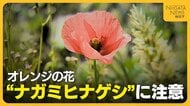 “オレンジの花”に注意！触るとかぶれる恐れある“ナガミヒナゲシ”　繁殖力強く駆除の際は「種こぼさないで」