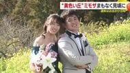 見ると幸せ気分！伊予市の“黄色い丘”はミモザと菜の花で春色に　結婚式へ「思い出に残る１枚を」【愛媛】