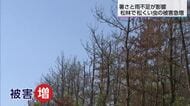 宮崎市海岸沿いの松林で松くい虫の被害急増　防災林の機能低下が懸念