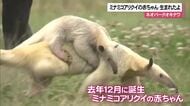 ミナミコアリクイの赤ちゃん生まれたよ
