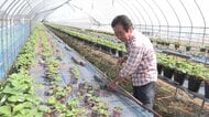 ナフサ不足で農業も危機　イチゴ農家「ビニールハウスの資材なければ休業」　農業資材の価格も1.4倍に高騰の見通し