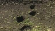 【ヒグマ速報】住宅街でクマが徘徊する姿が防犯カメラに―小学校周辺でも“幅約15センチ”の足跡くっきり＿市民は　「ただ怖いです…怖いだけです」〈警察が注意呼びかけ警戒続く〉北海道士別市