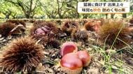 ぽってりツヤツヤ！秋の味覚　あわら市の栗園で栗拾い始まる　少雨と猛暑も…出来は上々