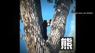 住宅街に木登りクマ出没…麻酔銃使い確保　体重約45kg1歳半ほどのオス　無事野生に戻される　アメリカ・コロラド州