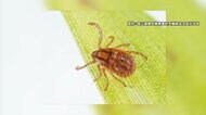 マダニ感染者数91人に…死者も　過去最多の2023年同時期を上回る　厚労省が動物に触れたあとは手を洗うよう呼びかけ