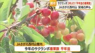 サクランボ「3年ぶり平年並み着果数」に安堵　JAと警察が連携し盗難対策も強める　山形・寒河江市